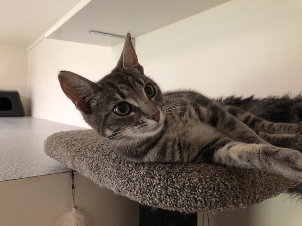 Cat boarding cost top